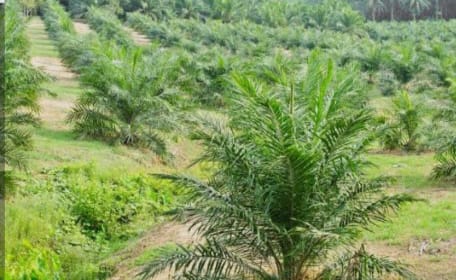 Hibah Lahan 600 Hektar Untuk DOB BPS Diduga Dijual, Adat Dumaring Ancam Tarik Kembali