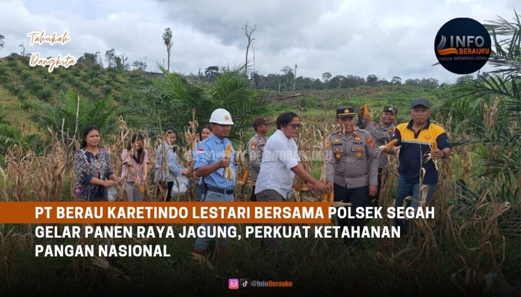PT Berau Karetindo Lestari Bersama Polsek Segah Gelar Panen Raya Jagung, Perkuat Ketahanan Pangan Nasional